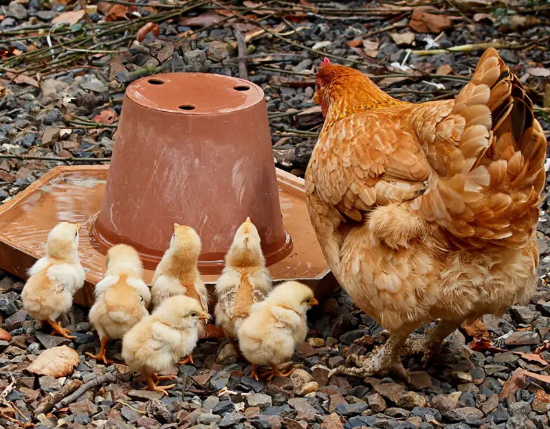 Choline Chloride for Animal Chlorek choliny dla zwierząt