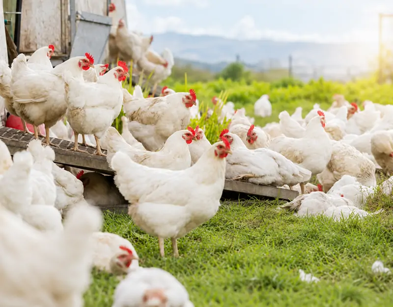 Manganese Sulphate Monohydrate for Poultry Monohydrat siarczanu manganu dla drobiu