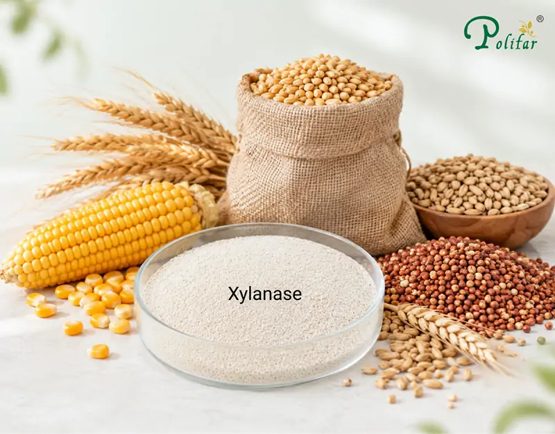 Applications of Xylanase Zastosowania ksylanazy