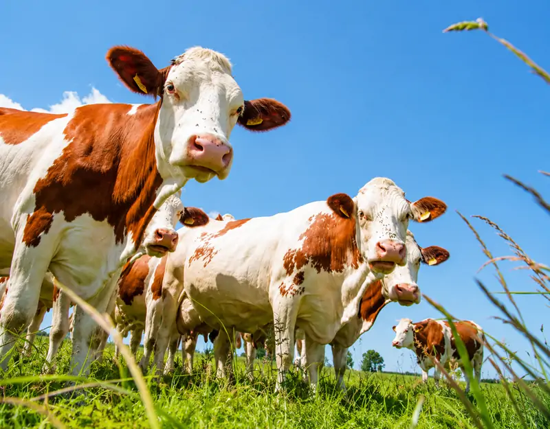 Benefits of Manganese Sulphate in Animal Feed Korzyści z siarczanu manganu w paszy dla zwierząt