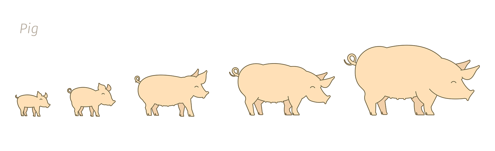 Świnie w różnych stadiach wzrostu