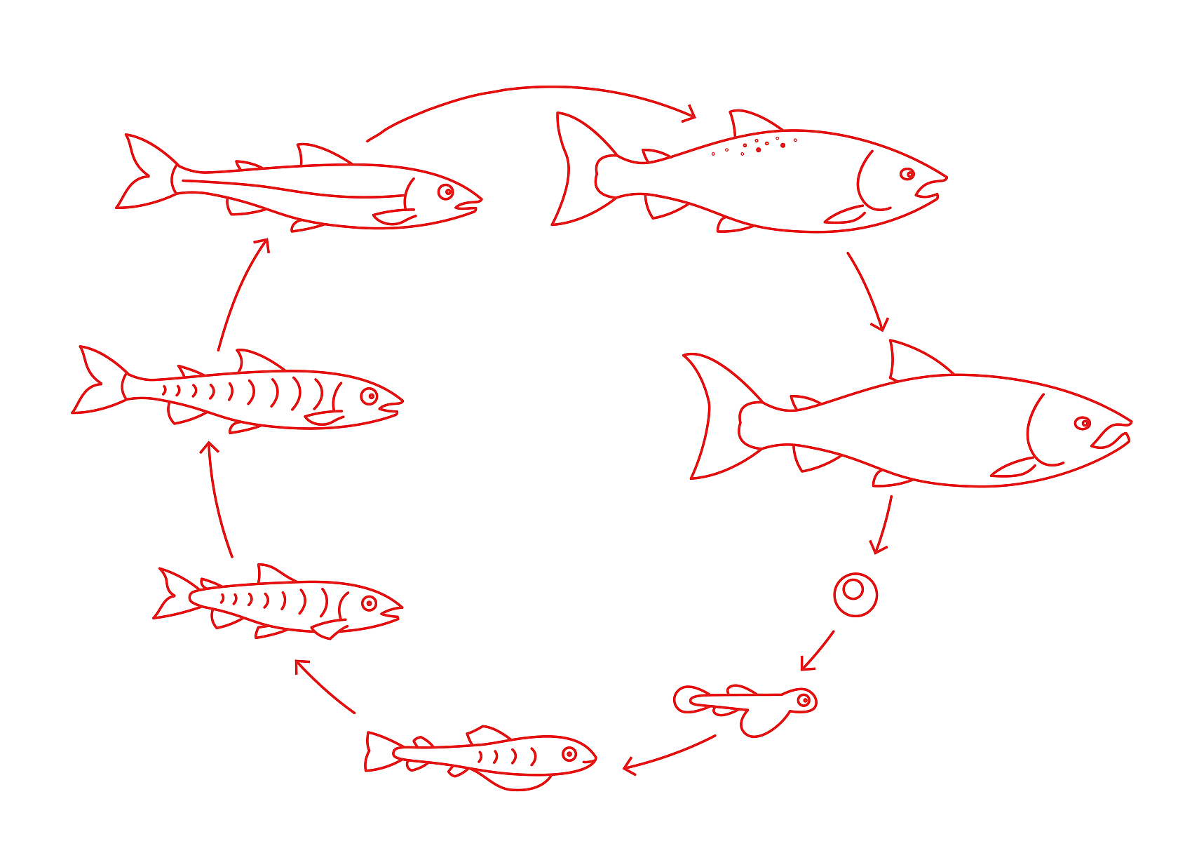 etap życia ryb