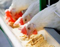 //5krorwxhomkorik.leadongcdn.com/cloud/liBqnKmmSRklroiorjkq/Protein-And-Amino-Acids-for-Poultry.jpg