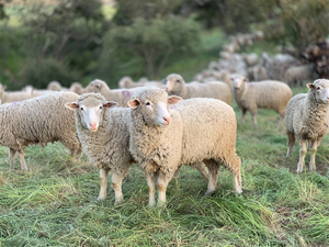 Farma owiec