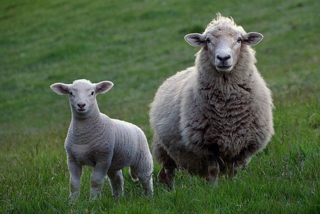 sheep-2625347_640.jpg