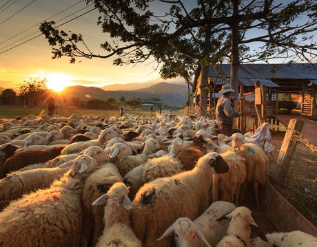 sheep.jpg