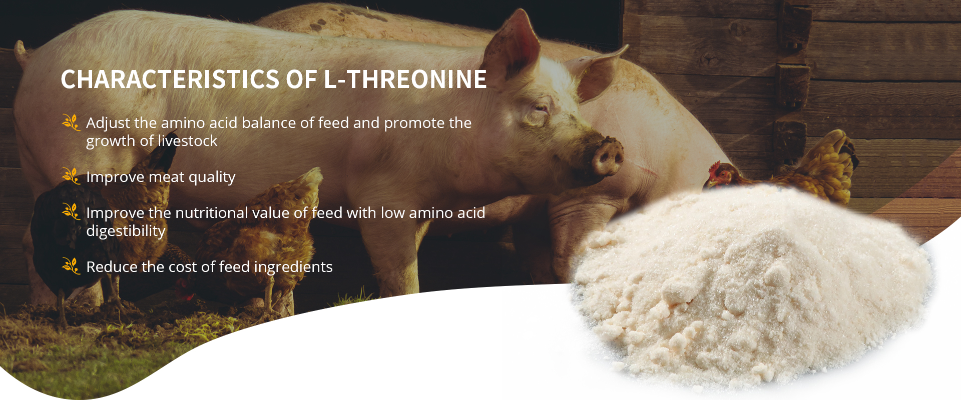 l threonine characteristics