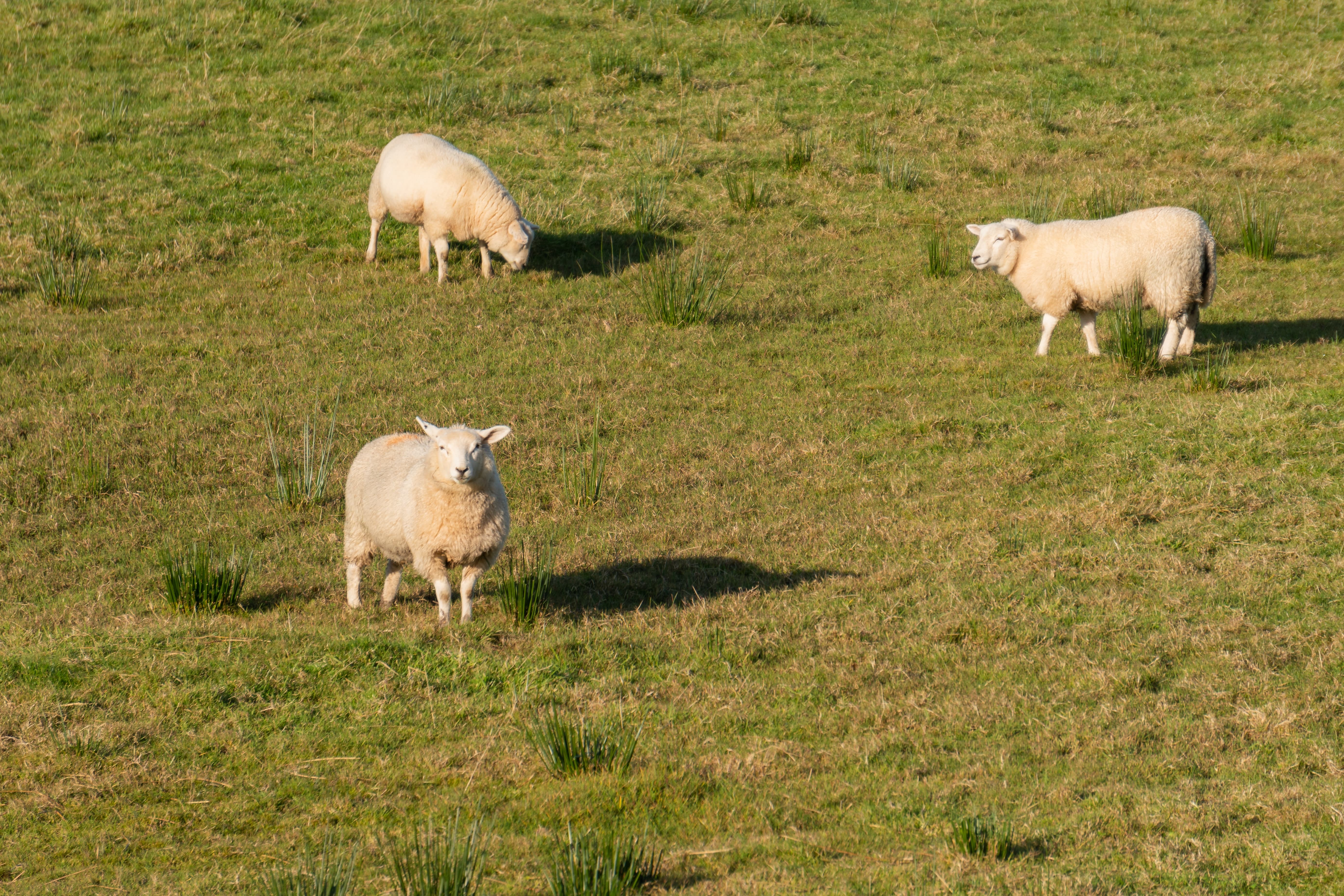 grupa owiec