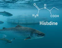 //5krorwxhomkorik.leadongcdn.com/cloud/lmBqnKmmSRklnrnmikkq/Histidine-in-Aquatic-Animal-Nutrition.jpg