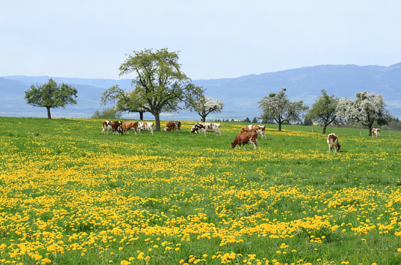 Wpływ monohydratu siarczanu cynku na bydło i owce