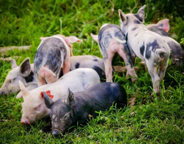 Zastosowanie naukowe i wartość rynkowa metioniny w paszach