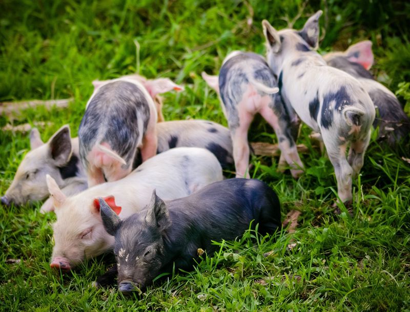 Ważna rola metioniny u prosiąt