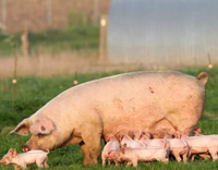 //5krorwxhomkorik.leadongcdn.com/cloud/lnBqnKmmSRjloljmokkp/Pig-Reproduction.jpg
