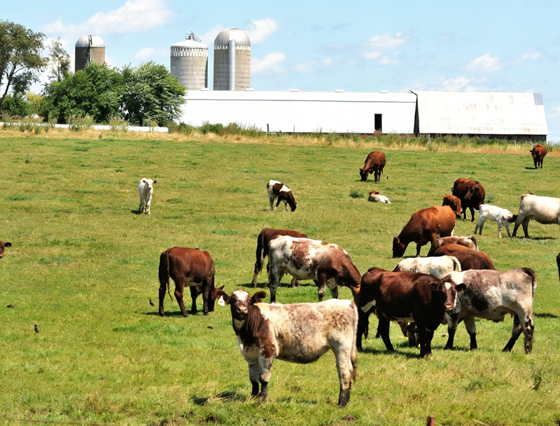 Zastosowanie metioniny chronionej w żwaczu u przeżuwaczy