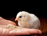 //5krorwxhomkorik.leadongcdn.com/cloud/loBqnKmmSRklljlqqokp/feed-additives-for-broilers.jpg