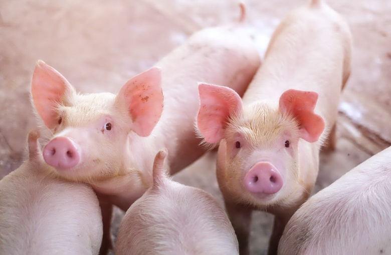 Zastosowanie tryptofanu w żywieniu świń