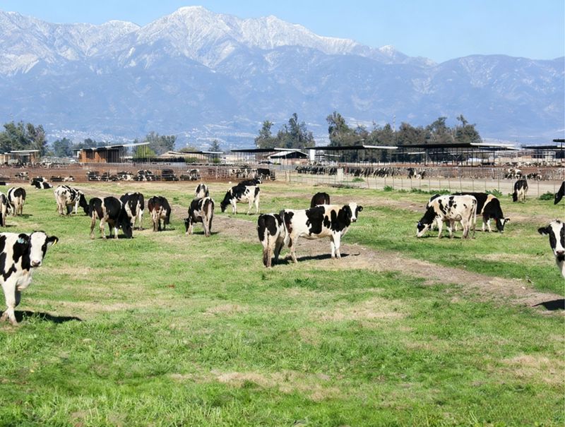 Ważna rola metioniny u kr&oacute;w mlecznych