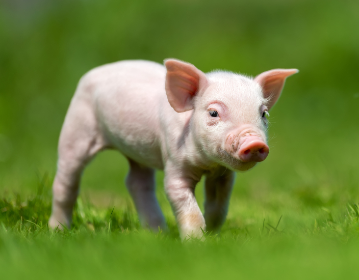 Premiksy dla świń Polifar: Zapewnienie żywienia na każdym etapie wzrostu