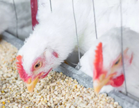 //5krorwxhomkorik.leadongcdn.com/cloud/lrBqnKmmSRjlnlrmklkp/feed-additive-for-poultry.jpg