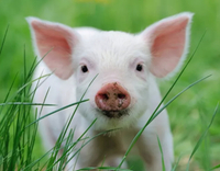 //5krorwxhomkorik.leadongcdn.com/cloud/lrBqnKmmSRklrokjqokp/feed-additives-for-pigs.jpg