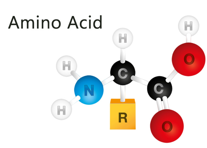 Podstawy aminokwasów ograniczających