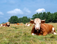 //5krorwxhomkorik.leadongcdn.com/cloud/lrBqnKmmSRmkjnijmrkp/cows-are-resting.jpg