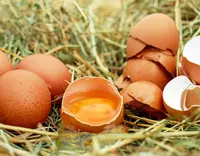 //5krorwxhomkorik.leadongcdn.com/cloud/piBqnKmmSRqloqrijikp/Feed-Additive-Choline-Chloride.webp