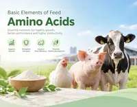 //5krorwxhomkorik.leadongcdn.com/cloud/pkBqnKmmSRrnrrqljjkq/Basic-elements-of-feed-Amino-Acids.webp