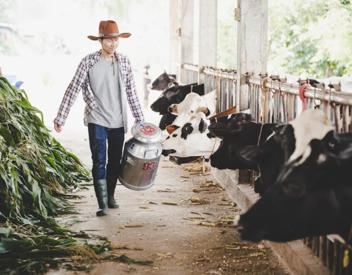vitamin for cattle_703_550.png