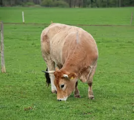 Cattle