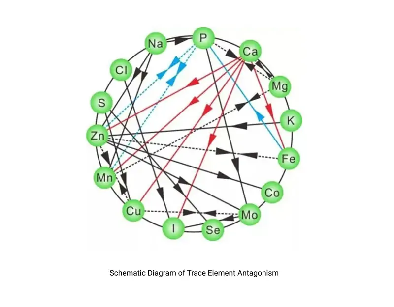 Schematyczny diagram antagonizmu pierwiastk&oacute;w śladowych
