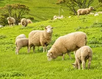 //5krorwxhomkorik.leadongcdn.com/cloud/pnBqnKmmSRplljqolqkm/Manganese-Sulphate-for-Ruminants_703_550.webp