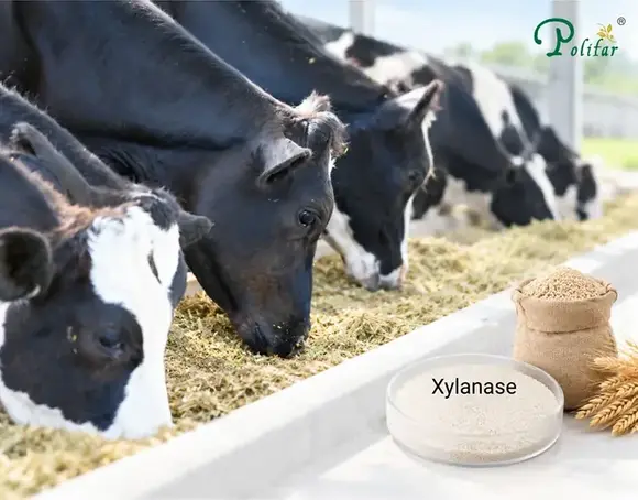 Application of Xylanase in Ruminant Feed_703_550.webp