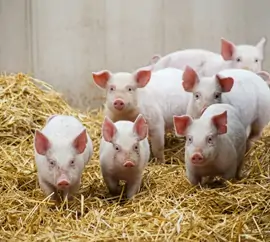 Pigs